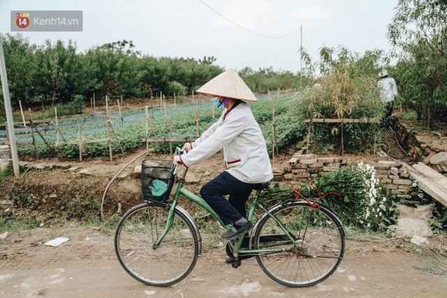 Cúc hoạ mi vào vụ mùa, nông dân Hà Nội hớn hở chào mừng khách đến mua hoa và chụp ảnh - Ảnh 12. Cúc hoạ mi vào vụ mùa, nông dân Hà Nội hớn hở chào mừng khách đến mua hoa và chụp ảnh - Ảnh 12.