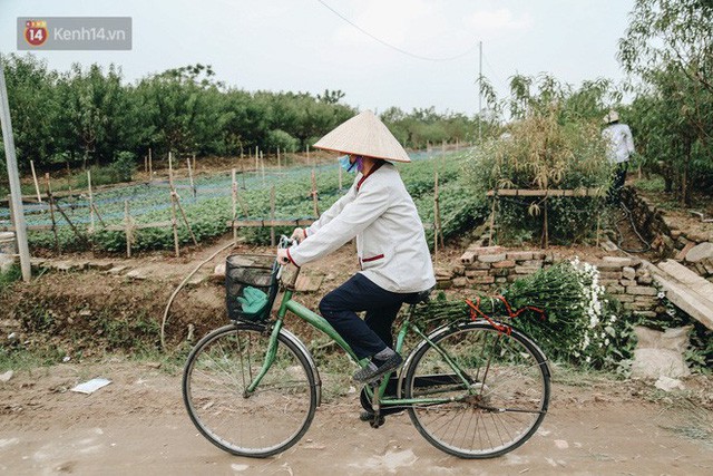  Cúc hoạ mi vào vụ mùa, nông dân Hà Nội hớn hở chào mừng khách đến mua hoa và chụp ảnh  - Ảnh 12.