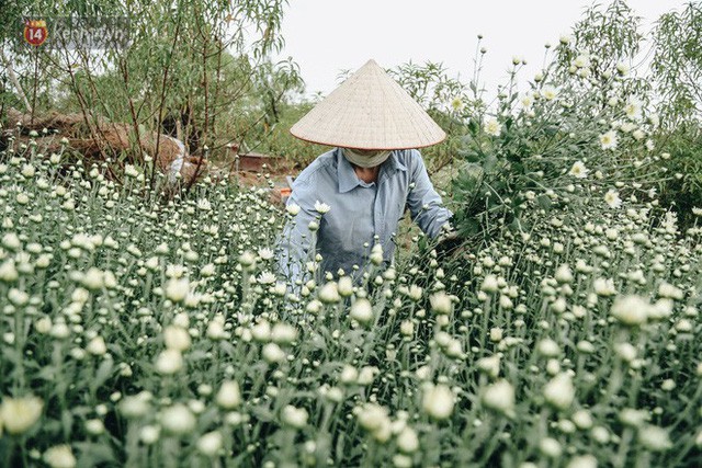  Cúc hoạ mi vào vụ mùa, nông dân Hà Nội hớn hở chào mừng khách đến mua hoa và chụp ảnh  - Ảnh 14.