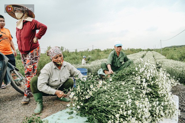  Cúc hoạ mi vào vụ mùa, nông dân Hà Nội hớn hở chào mừng khách đến mua hoa và chụp ảnh  - Ảnh 10.