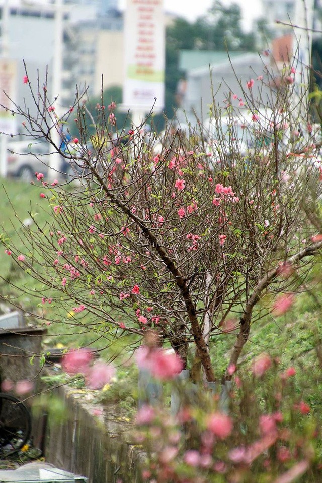 Hoa đào bung nở trong giá rét, khoe sắc trên phố Hà Nội - Ảnh 2.