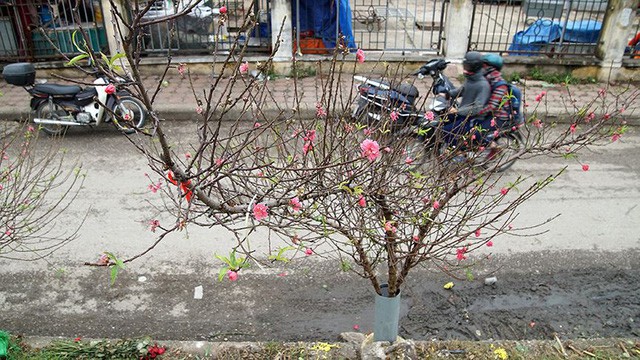 Hoa đào bung nở trong giá rét, khoe sắc trên phố Hà Nội - Ảnh 3.