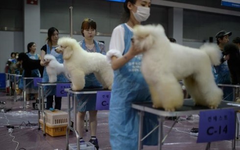 Hàn Quốc thay đổi mạnh thái độ với nghề thịt chó và thói quen ăn chó - Ảnh 3.