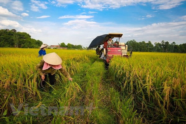 Dấu ấn của tăng trưởng ngành nông nghiệp trong năm 2018 - Ảnh 1.