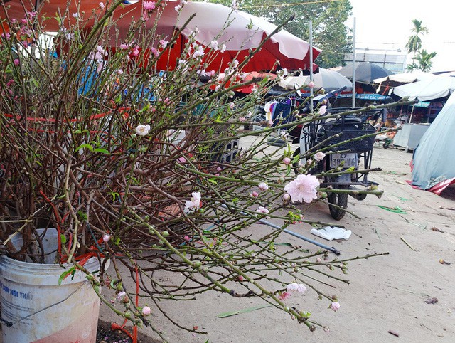 Chuyện lạ: Hoa đào bất ngờ bung nở rầm rộ, giá 200.000 đồng/cành - Ảnh 5.