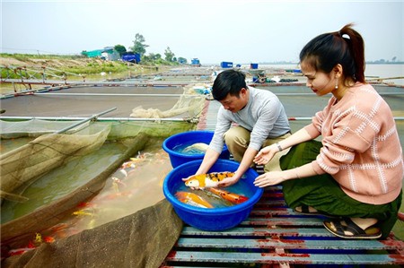 Đáng nể ông chủ Sông Hồng Koi Farm sản xuất 10 tấn cá cảnh/năm, thu tiền tỷ - Ảnh 3.