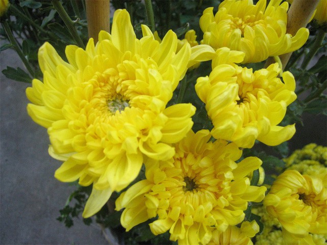 Những loại hoa mang tài, rước lộc vào nhà nhất định phải trưng ngày Tết - Ảnh 3.