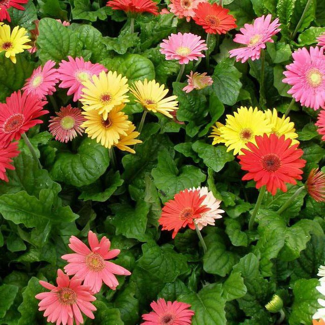 Những loại hoa gia đình nào cũng nên trưng trong ngày Tết để rước thêm may mắn và tài lộc vào nhà - Ảnh 5.