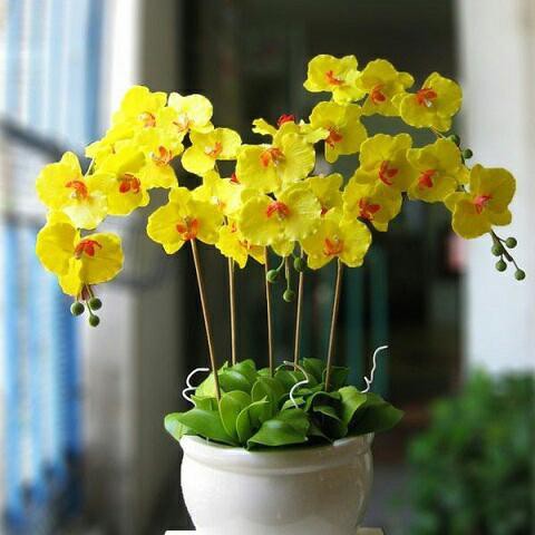 Những loại hoa gia đình nào cũng nên trưng trong ngày Tết để rước thêm may mắn và tài lộc vào nhà - Ảnh 7.