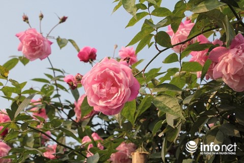Ngắm vườn hoa hồng bạc tỷ độc nhất vô nhị của cô gái 9X Hà Nội - Ảnh 4.