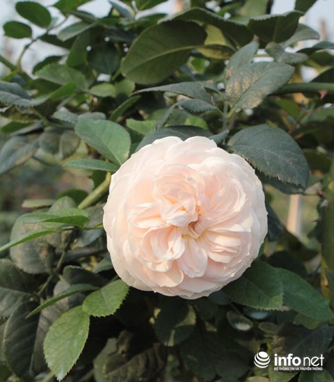 Ngắm vườn hoa hồng bạc tỷ độc nhất vô nhị của cô gái 9X Hà Nội - Ảnh 8.