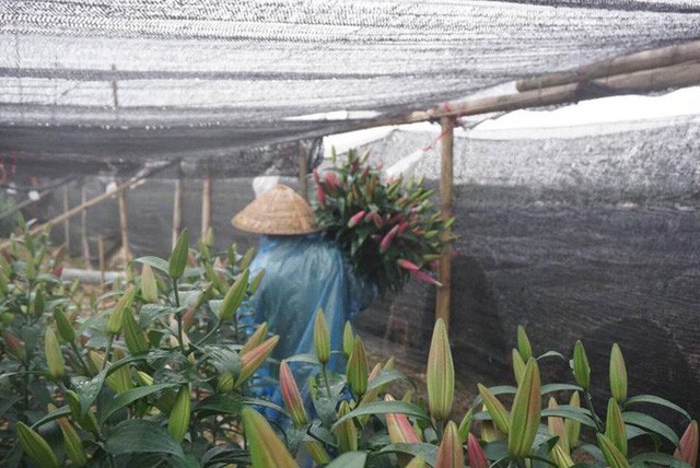  Hà Nội: Làng hoa Tây Tựu nở trái mùa, nông dân khóc ròng vì cắm nhà trả nợ  - Ảnh 2.