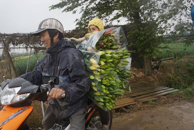  Hà Nội: Làng hoa Tây Tựu nở trái mùa, nông dân khóc ròng vì cắm nhà trả nợ  - Ảnh 13.