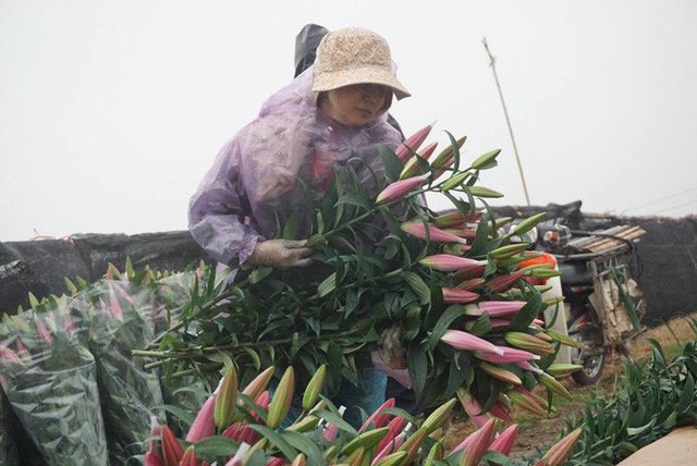 Hà Nội: Làng hoa Tây Tựu nở trái mùa, nông dân khóc ròng vì cắm nhà trả nợ  - Ảnh 6.