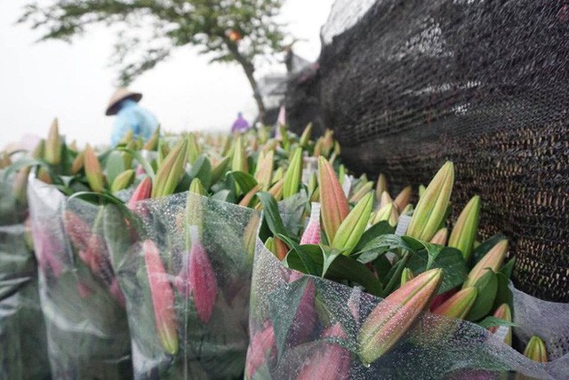  Hà Nội: Làng hoa Tây Tựu nở trái mùa, nông dân khóc ròng vì cắm nhà trả nợ  - Ảnh 7.