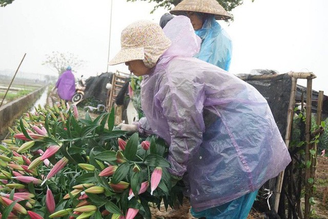  Hà Nội: Làng hoa Tây Tựu nở trái mùa, nông dân khóc ròng vì cắm nhà trả nợ  - Ảnh 8.