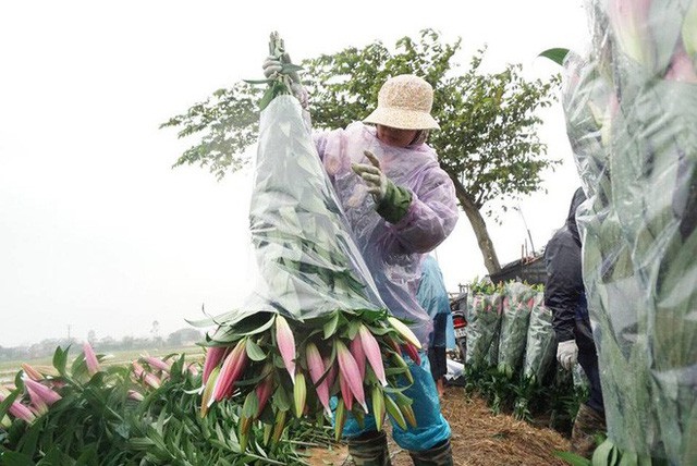  Hà Nội: Làng hoa Tây Tựu nở trái mùa, nông dân khóc ròng vì cắm nhà trả nợ  - Ảnh 9.