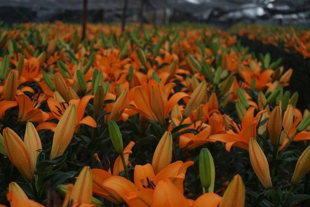  Hà Nội: Làng hoa Tây Tựu nở trái mùa, nông dân khóc ròng vì cắm nhà trả nợ  - Ảnh 11.