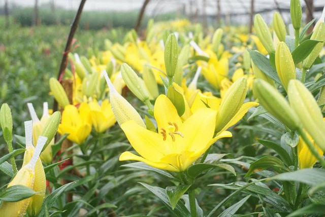  Hà Nội: Làng hoa Tây Tựu nở trái mùa, nông dân khóc ròng vì cắm nhà trả nợ  - Ảnh 12.