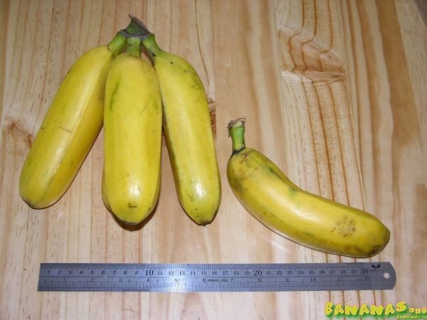 Bananacoin - Đồng tiền chuối, có trị giá bằng 1 cân chuối - Ảnh 5.