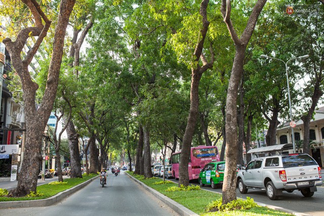  Chùm ảnh: Đường Tôn Đức Thắng trước và sau khi hàng trăm cây xanh bị đốn hạ để phát triển thành phố  - Ảnh 6.