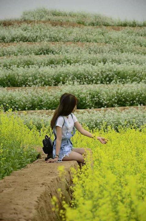 Cư dân mạng bỗng dưng phát hiện ra vườn hoa cải trắng và ruộng bậc thang chỉ cách Hà Nội có 20km - Ảnh 15.