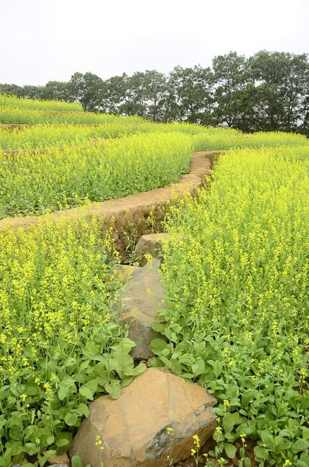Cư dân mạng bỗng dưng phát hiện ra vườn hoa cải trắng và ruộng bậc thang chỉ cách Hà Nội có 20km - Ảnh 10.