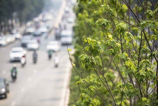 Cận cảnh hàng cây phong đỏ ở Hà Nội vào mùa trổ lá - Ảnh 2.