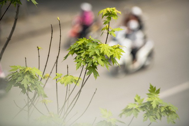 Cận cảnh hàng cây phong đỏ ở Hà Nội vào mùa trổ lá - Ảnh 14.