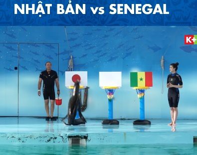 Bị “ném đá”, MC của K+ bỏ bikini chuyển sang mặc đồ lặn kín đáo dẫn chương trình World Cup - Ảnh 2.