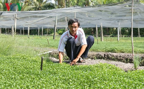  Thu nhập hàng trăm triệu từ mô hình trồng cải xà lách xoong - Ảnh 2.