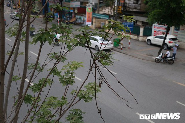 Ảnh: Cây phong lá đỏ bắt đầu chuyển màu trên phố Hà Nội  - Ảnh 7.