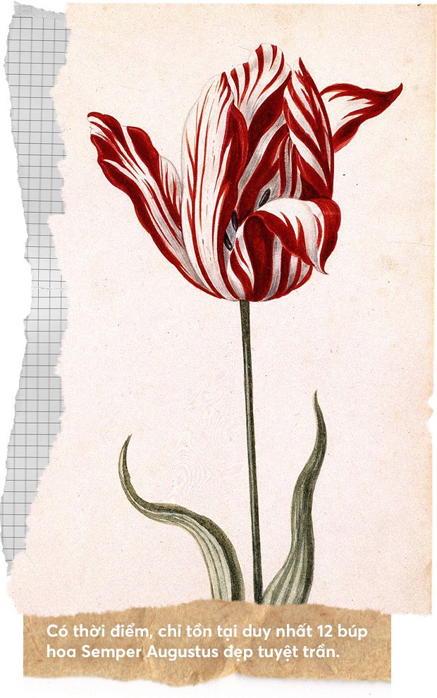 Một khóm hoa tulip dính virus, trở nên tuyệt đẹp đã thổi nên bong bóng tài chính nổi tiếng nhất lịch sử nhân loại - Ảnh 3.