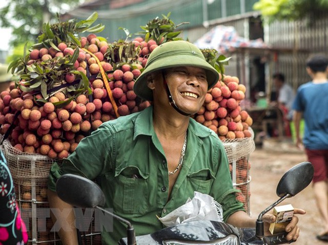  Hình ảnh vải thiều Lục Ngạn chín đỏ trong mùa thu hoạch  - Ảnh 4.