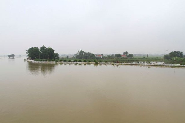 Cận cảnh mức chênh nước đê tả Bùi đe dọa nghìn hộ dân ở Hà Nội  - Ảnh 12.