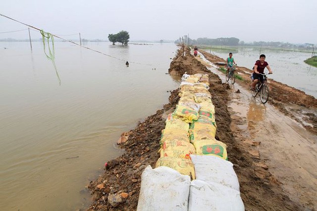  Cận cảnh mức chênh nước đê tả Bùi đe dọa nghìn hộ dân ở Hà Nội  - Ảnh 13.