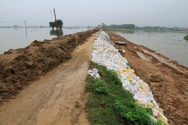  Cận cảnh mức chênh nước đê tả Bùi đe dọa nghìn hộ dân ở Hà Nội  - Ảnh 4.