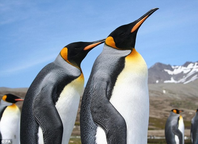 Vương quốc chim cánh cụt lớn nhất thế giới đã sụp đổ một cách bí ẩn mà khoa học vẫn không hiểu tại sao - Ảnh 4.