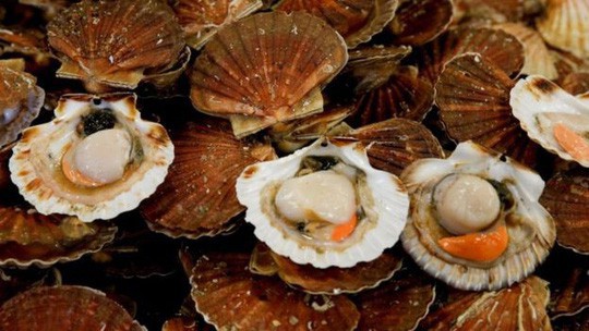 Giành sò điệp, ngư dân Anh - Pháp đại chiến ở eo biển Manche - Ảnh 3. Giành sò điệp, ngư dân Anh - Pháp đại chiến ở eo biển Manche - Ảnh 3.