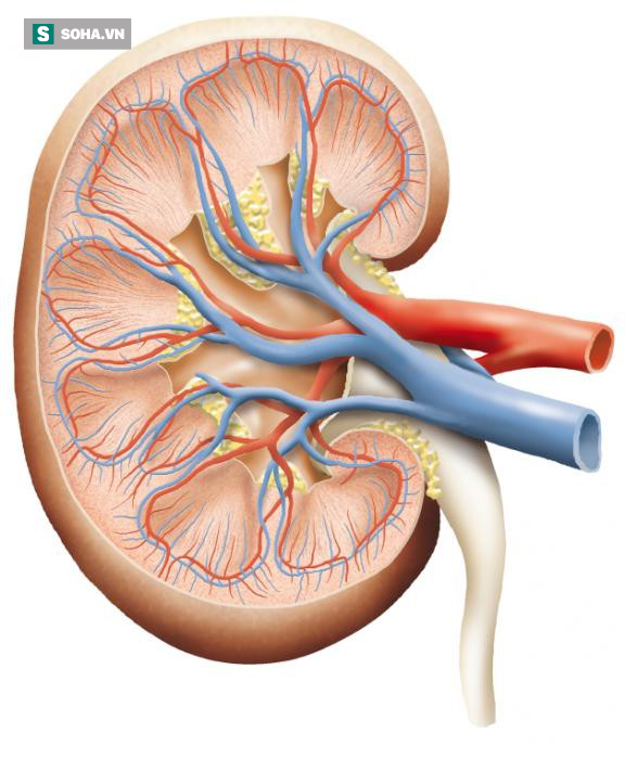 6 dấu hiệu của nhiễm trùng thận: Nhận ra bằng mắt thường, chỉ cần bạn quan sát kỹ  - Ảnh 1.