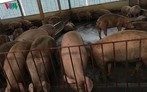 Giá thịt lợn còn duy trì ở mức cao trong thời gian dài? - Ảnh 1.