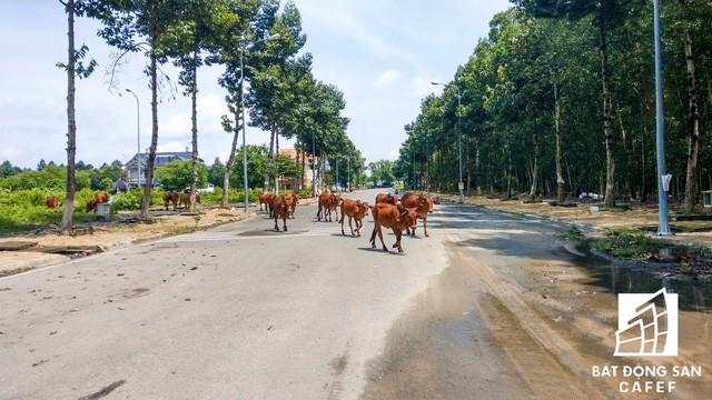  Khu đô thị mới Nhơn Trạch hiện giờ ra sao sau 5 lần sốt đất? - Ảnh 12.