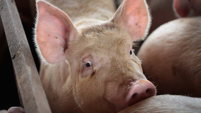  Trung Quốc: Đau đầu vì siêu virus trên lợn, nguy cơ đại dịch mới hoành hành Đông Nam Á  - Ảnh 1.