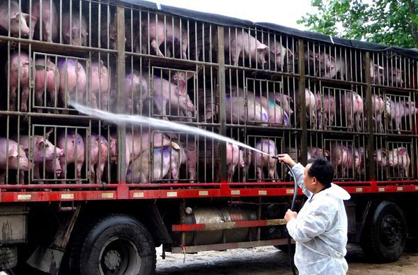  Trung Quốc: Đau đầu vì siêu virus trên lợn, nguy cơ đại dịch mới hoành hành Đông Nam Á  - Ảnh 2.
