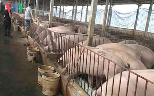 Giá thịt lợn có thể tiếp tục tăng nếu dịch tả lợn Châu Phi bùng phát - Ảnh 1.