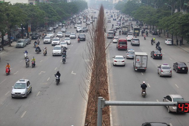 Cận cảnh cây phong lá đỏ mới được trồng trên đường phố Hà Nội - Ảnh 1.