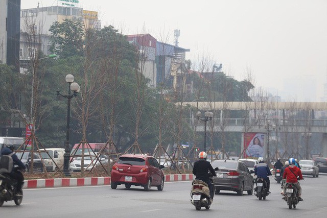 Cận cảnh cây phong lá đỏ mới được trồng trên đường phố Hà Nội - Ảnh 2.