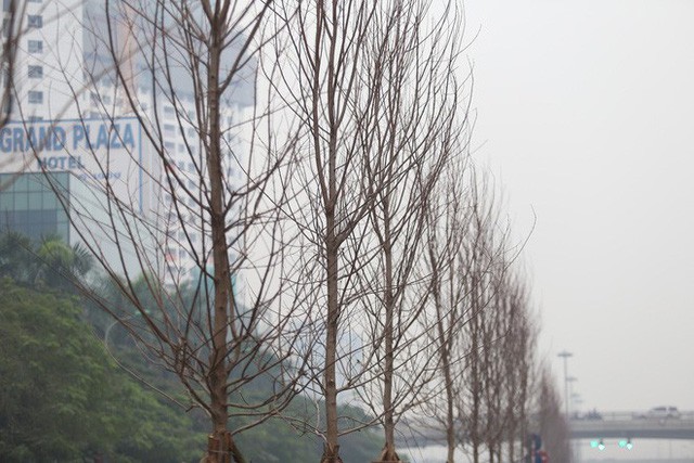 Cận cảnh cây phong lá đỏ mới được trồng trên đường phố Hà Nội - Ảnh 3.