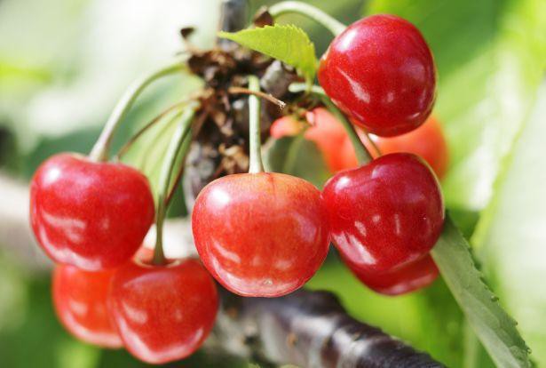 Vì sao một số loại trái cây Nhật Bản có mức giá siêu đắt? - Ảnh 4. Vì sao một số loại trái cây Nhật Bản có mức giá siêu đắt? - Ảnh 4.