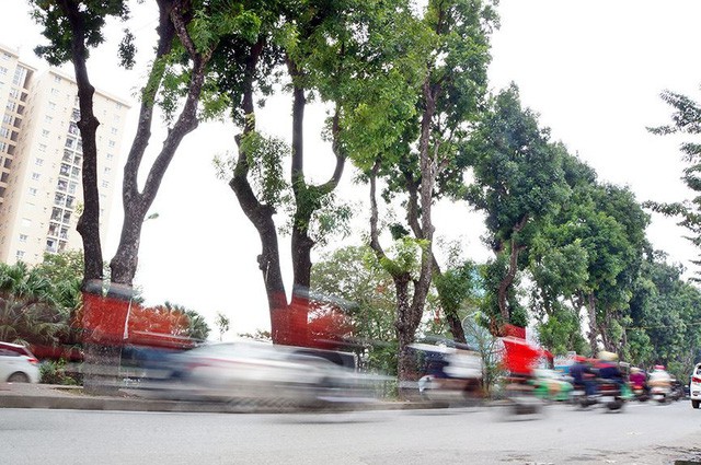 500 cây xà cừ hàng chục năm tuổi trước ngày chặt hạ - Ảnh 1. 500 cây xà cừ hàng chục năm tuổi trước ngày chặt hạ - Ảnh 1.